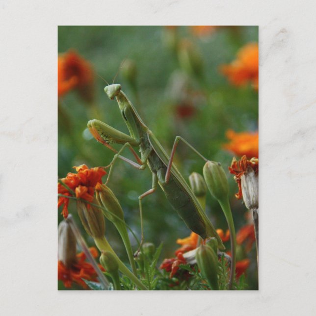 Praying Mantis Postcard (Front)