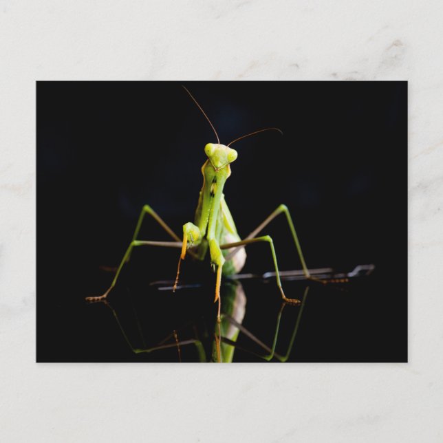 Praying mantis postcard (Front)