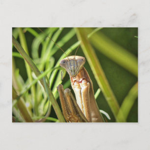 Praying Mantis Postcard