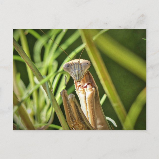 Praying Mantis Postcard (Front)
