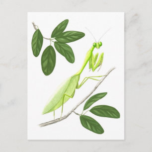Praying Mantis Postcard