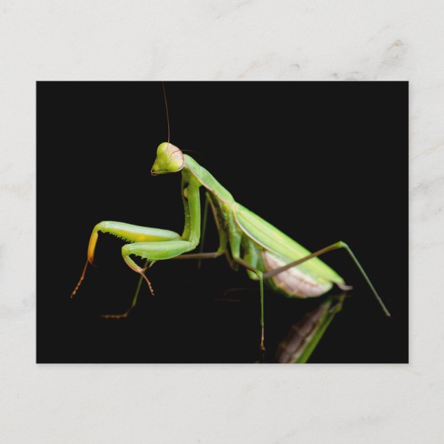 Praying mantis postcard (Front)