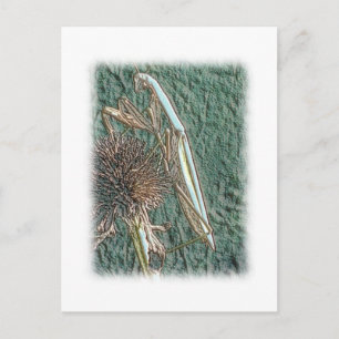 Praying Mantis Postcard