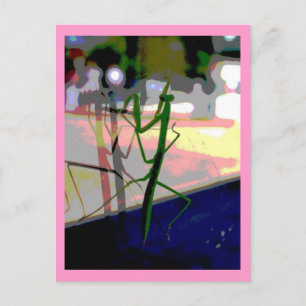 Praying Mantis Postcard