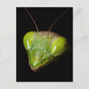 Praying mantis postcard