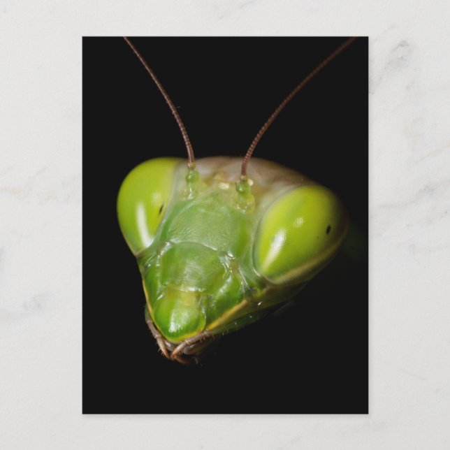 Praying mantis postcard (Front)