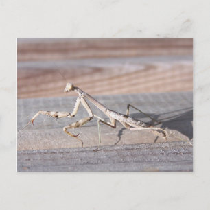 Praying Mantis Postcard