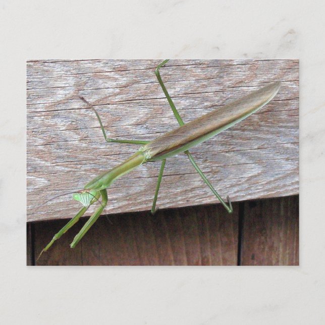 Praying Mantis Postcard (Front)