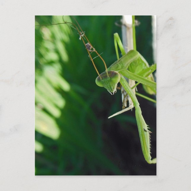Praying Mantis Postcard (Front)