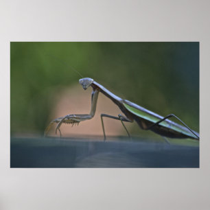 Praying Mantis Poster