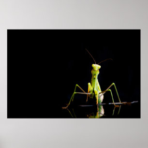Praying mantis poster