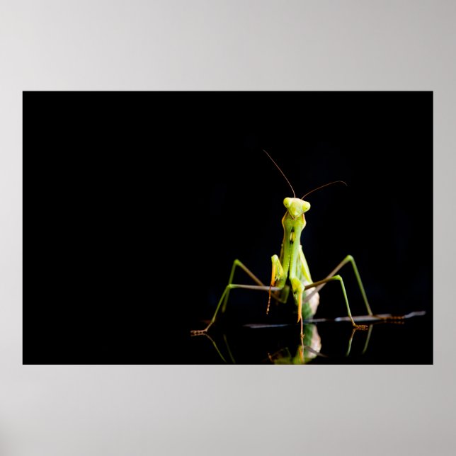 Praying mantis poster (Front)