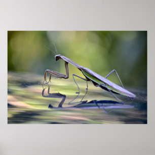 Praying Mantis Poster