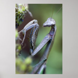 Praying Mantis Poster