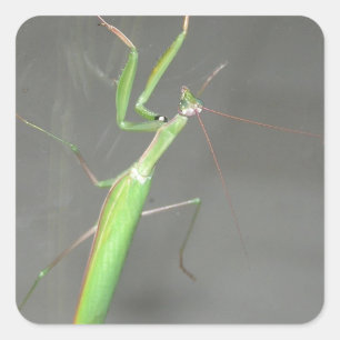 Praying Mantis Square Sticker