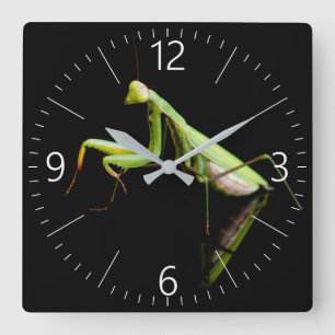 Praying mantis square wall clock