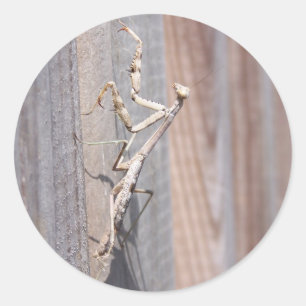 Praying Mantis Sticker