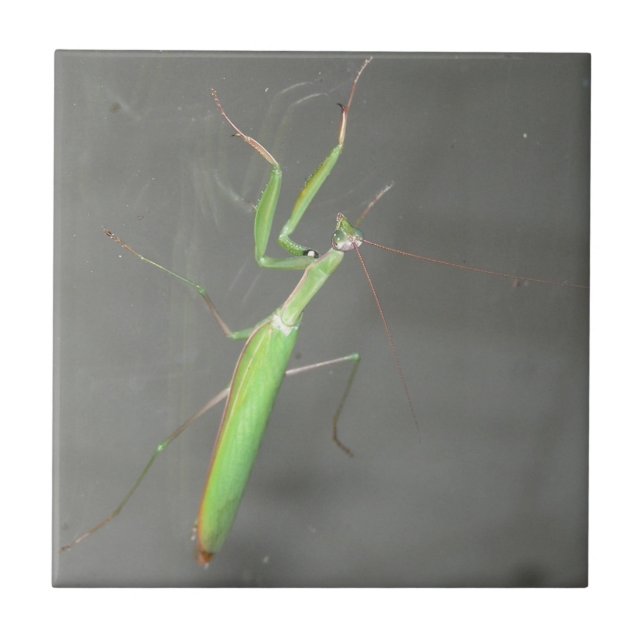 Praying Mantis Tile (Front)