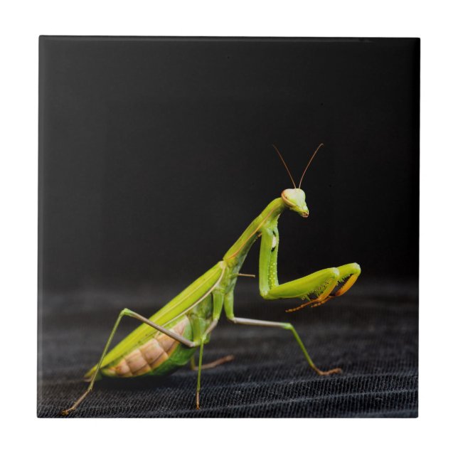 Praying mantis tile (Front)