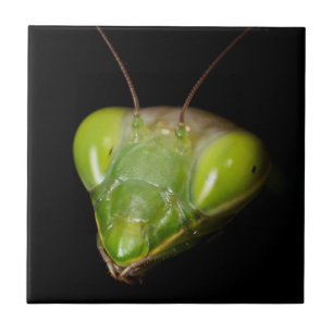 Praying mantis tile