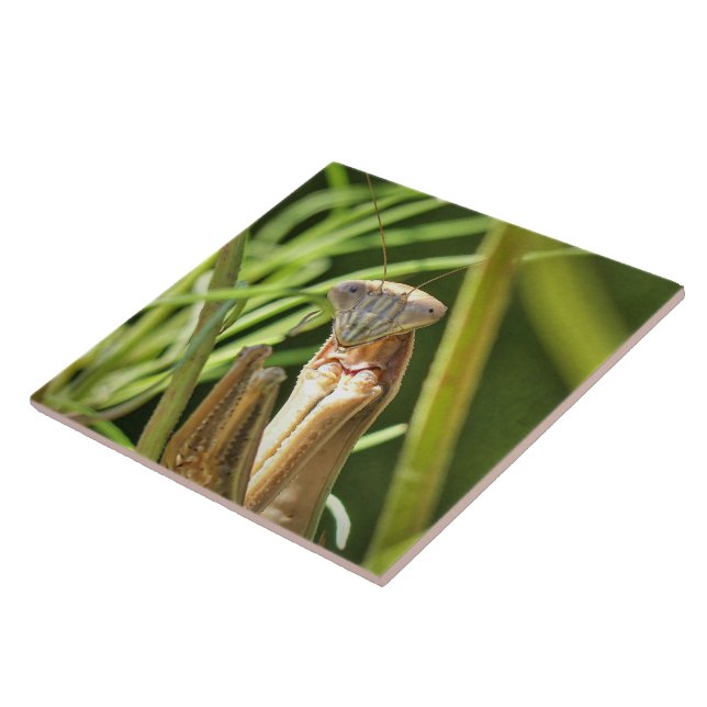 Praying Mantis Tile (Side)
