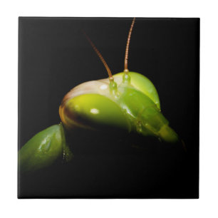 Praying mantis tile