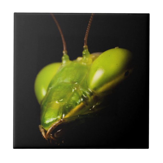Praying mantis tile (Front)