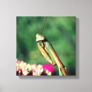 Praying Mantis Up Close  Canvas Print