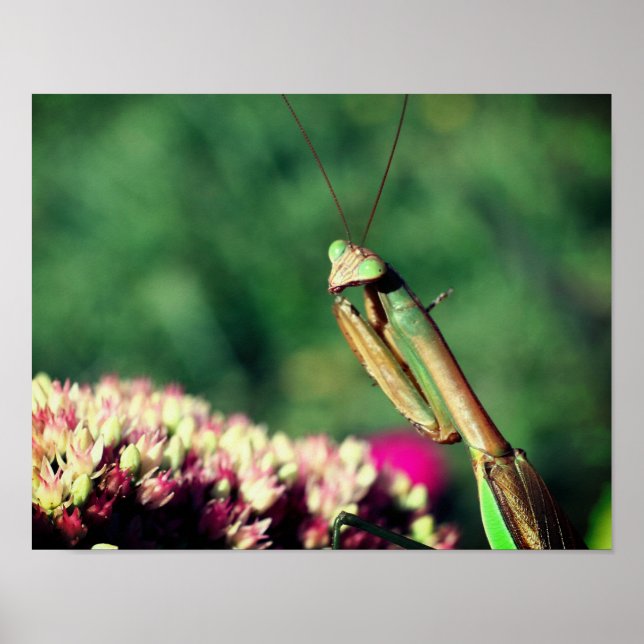 Praying Mantis Up Close  Poster (Front)