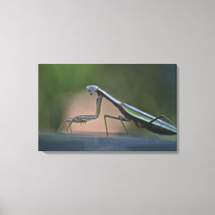 Praying Mantis Wrapped Canvas