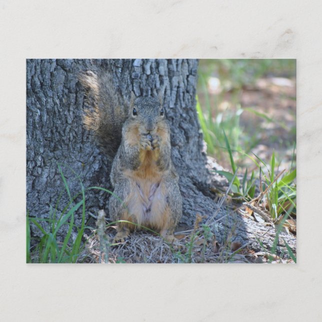 Praying Squirrel Postcard (Front)