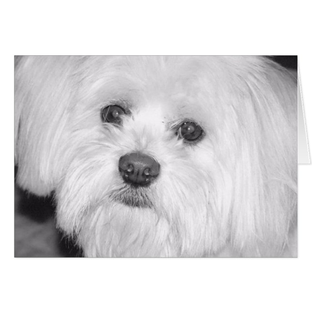 précieux (Devant horizontal)