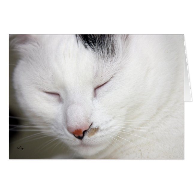 Précieux 2 Blanc (Devant horizontal)