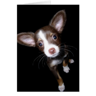 Precieux Chiot