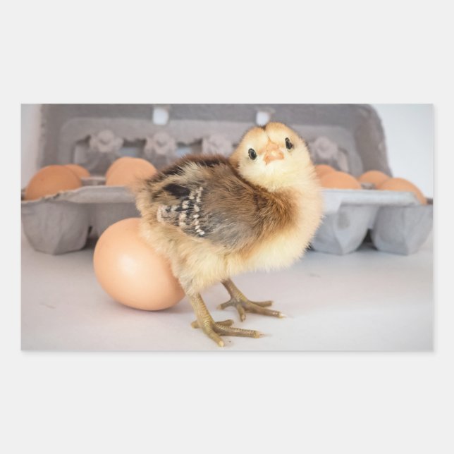 Precious Baby Chick and Eggs Sticker (Front)