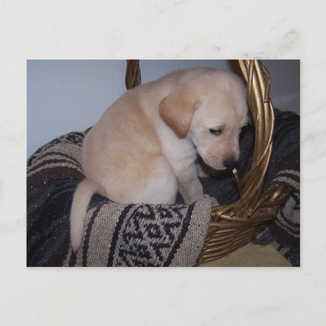 Precious baby Lab Postcard (Front)