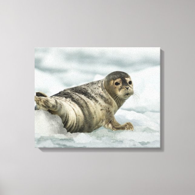 Precious Baby Seal Canvas Print (Front)