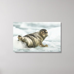 Precious Baby Seal Canvas Print