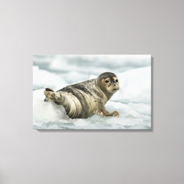 Precious Baby Seal Canvas Print (Front)
