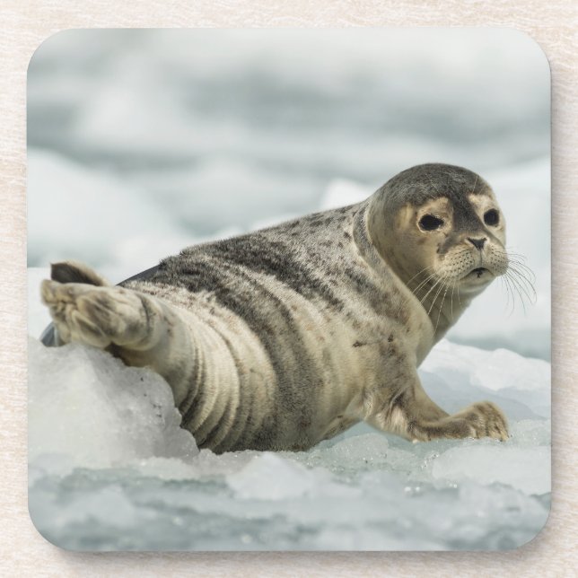 Precious Baby Seal Coaster (Front)