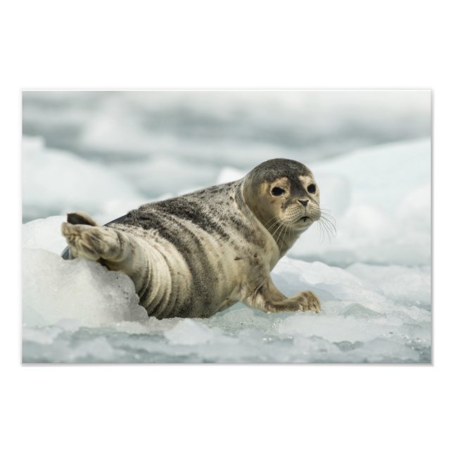 Precious Baby Seal Photo Print (Front)