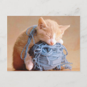 Precious Cat and Kitten Photos, Gifts - Customize! Postcard