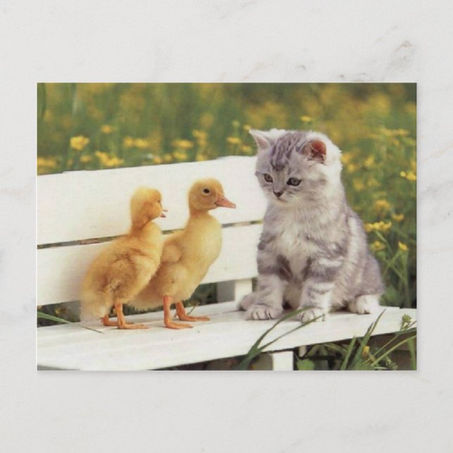 Precious Cats, Kittens Cards, Gifts -  Customize! Postcard (Front)