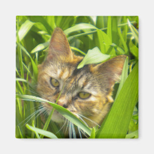 Precious Jungle Kitty Magnet