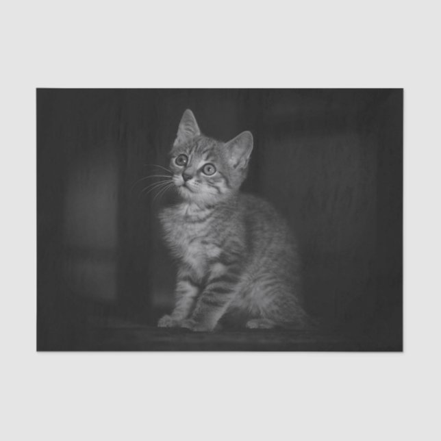 Precious Kitten  Tissue Paper (Front)