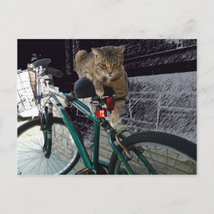 Precious Kitty Waits for Owner to Go Biking Postcard