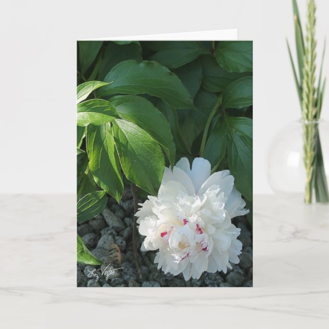 Precious Peony Blank Greeting and/or Note Card (Front)