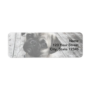 Precious Pug Puppy in Black and White