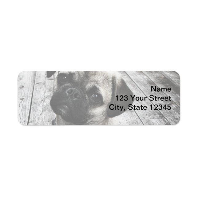 Precious Pug Puppy in Black and White (Front)