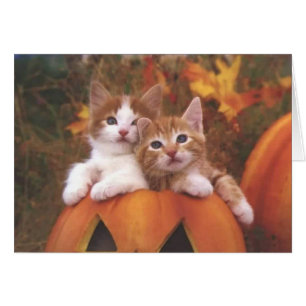 Precious Pumpkin Cats - Customizable Cards